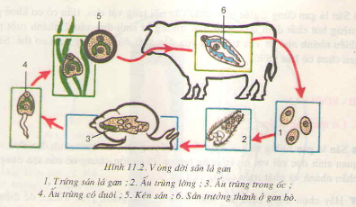 20171107020619bai 2 bai 3 bai 4 trang 29 sgk toan lop 1 4 1415843154