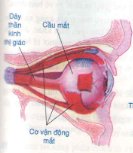 20171107020829bai 1 bai 3 trang 41 sgk toan lop 1 3 1415843533