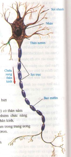 20171107021100ly thuyet phep cong trong pham vi 4 toan lop 1 4 1415843828