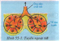 20171107022624bai 1 bai 2 bai 3 trang 97 sgk toan lop 1 2 1416276622