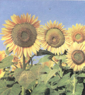 201711082141032-tr94-kh4-1 201711082141032 tr94 kh4 1