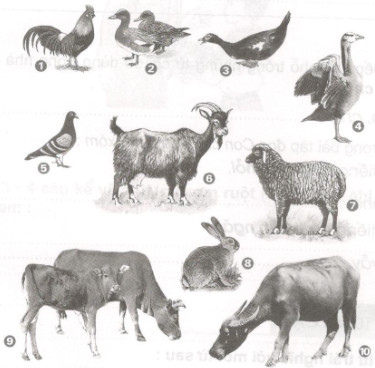 20171121001350tuan 161 ltvc vbt tv 2 t1 1