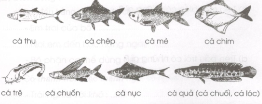 20171221170814hinh luyen tu va cau t26