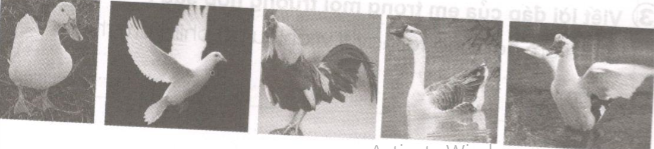 Tiết 4 - Tuần 27 trang 37 Vở bài tập (VBT) Tiếng Việt 2 tập 2: Viết đoạn văn ngắn (3-4 câu) về một loài chim hoặc gia 6 20171221170824hinh tiet 4 t27 1