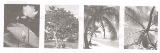 20171227171107hinh tiet 9 t352