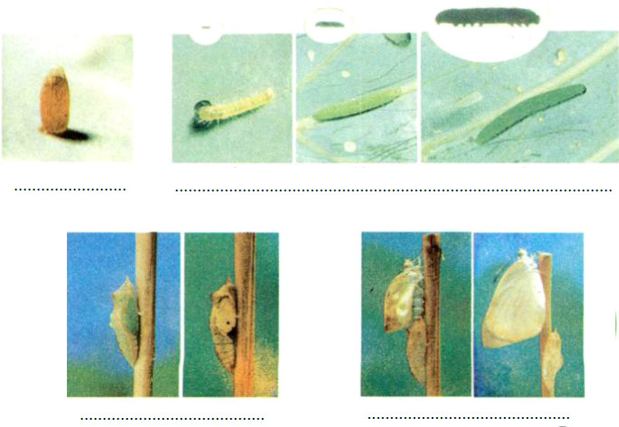 20190614043607hinh 48 khoa hoc 5 sgk ddn 1