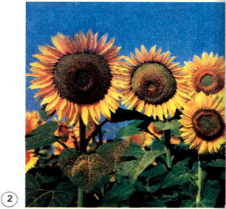 20190614045939hinh 212 khoa hoc 4 vbt ddn