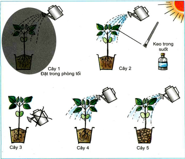 20190614050002hinh 255 khoa hoc 4 vbt ddn