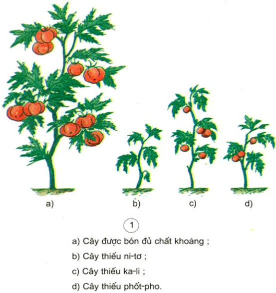 20190614050005hinh 262 khoa hoc 4 vbt ddn