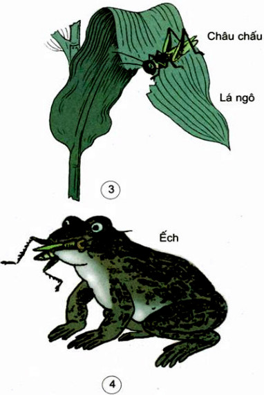 20190614050016hinh-288-khoa-hoc-4-vbt-ddn-1 20190614050016hinh 288 khoa hoc 4 vbt ddn 1