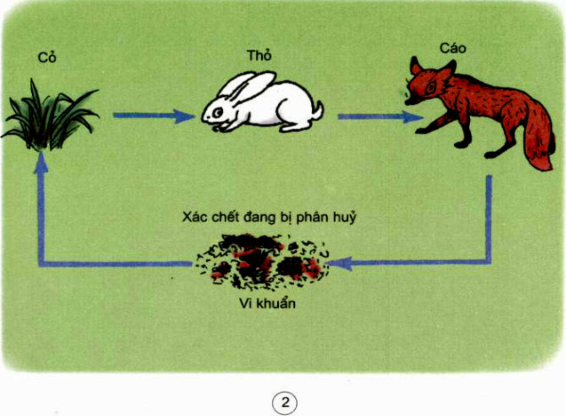 20190614050018hinh 293 khoa hoc 4 vbt ddn 1