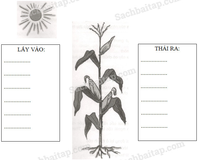 20190614050024hinh 1 khoa hoc 4 vbt ddn 1