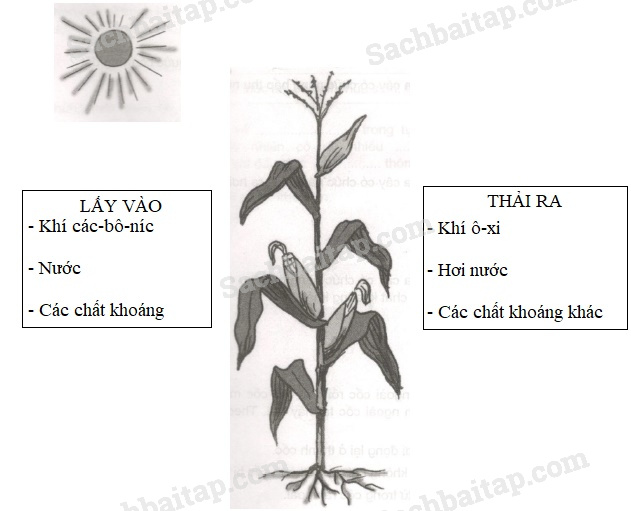 20190614050024hinh 2 khoa hoc 4 vbt ddn