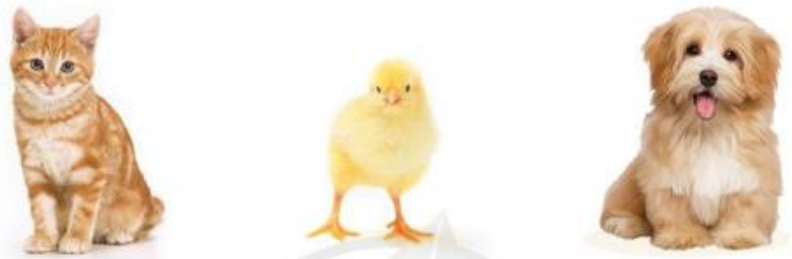 2023030405381131_1 2023030405381131 1