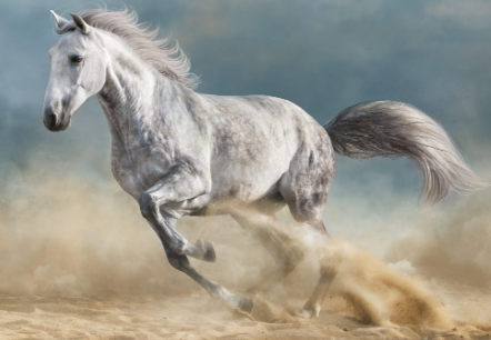 202303220936214 horse