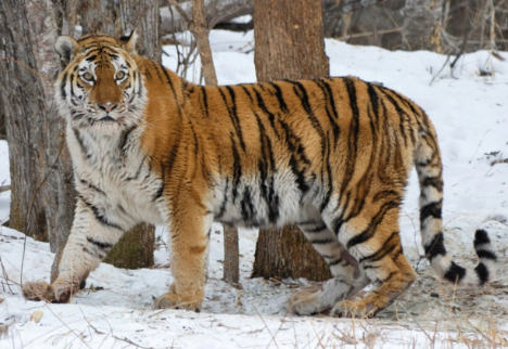 202303220936218 yiger