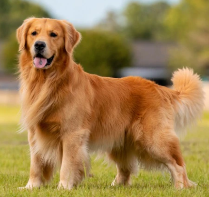 202303220937333 dog 1