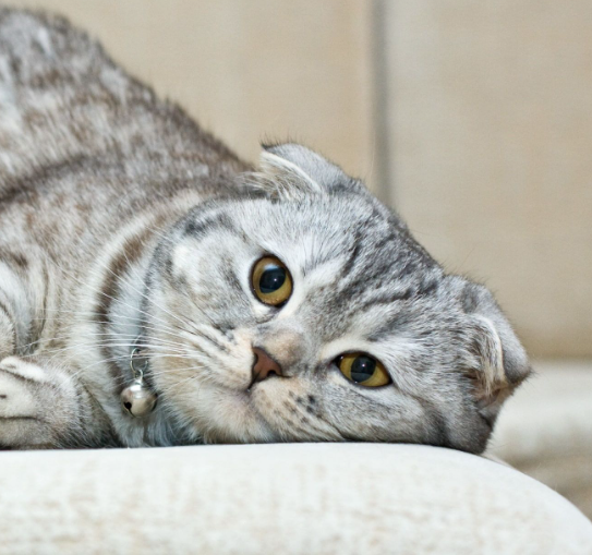 202303230214492 cat 1