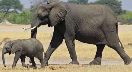 202303230214493 elephant