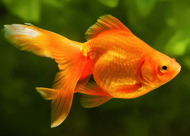 202303230214494 goldfish 1
