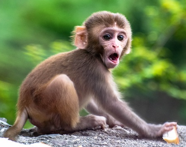 202303230214495 monkey