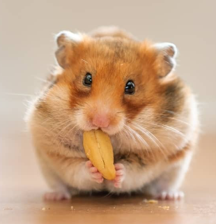 20230323021449hamster