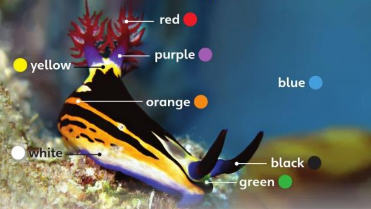 20230323031423task1 colors u0 ta3