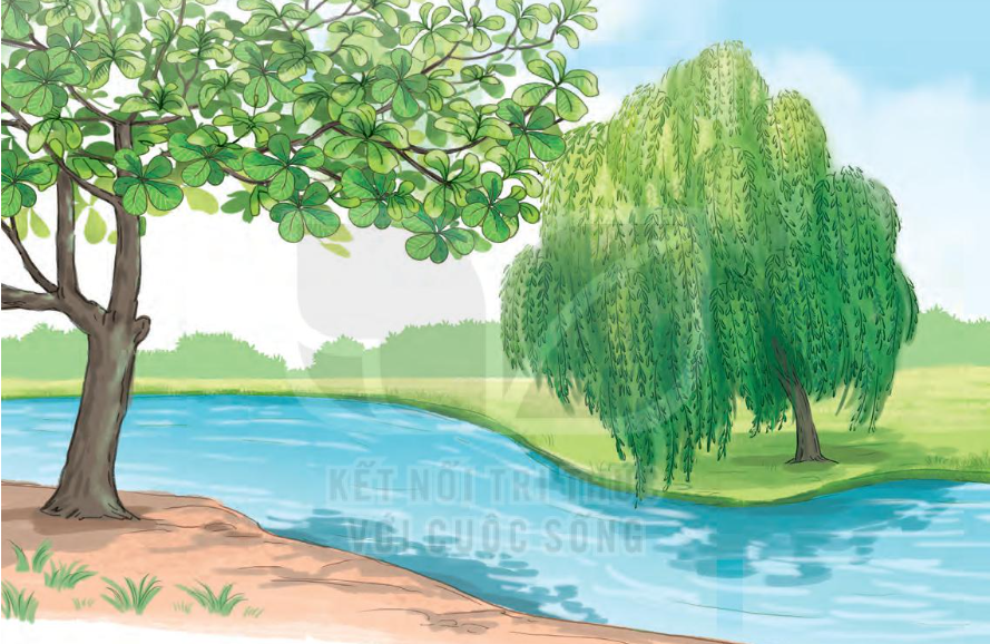 Bài 5: Cây liễu dẻo dai trang 118 Tiếng Việt 1 - Kết nối tri thức tập 2: Mẹ ơi, cây liễu mềm yếu thế, liệu có bị gió làm gãy không ạ? 5 20240517082651212