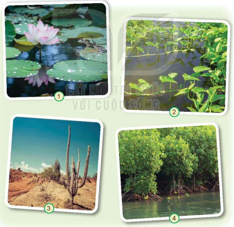 20240605090706hinh 1 trang 58 bai 16 sgk tnxh kntt 1