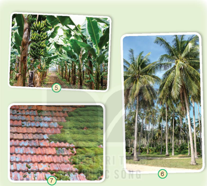 20240605090706hinh 5 trang 58 bai 16 sgk tnxh kntt