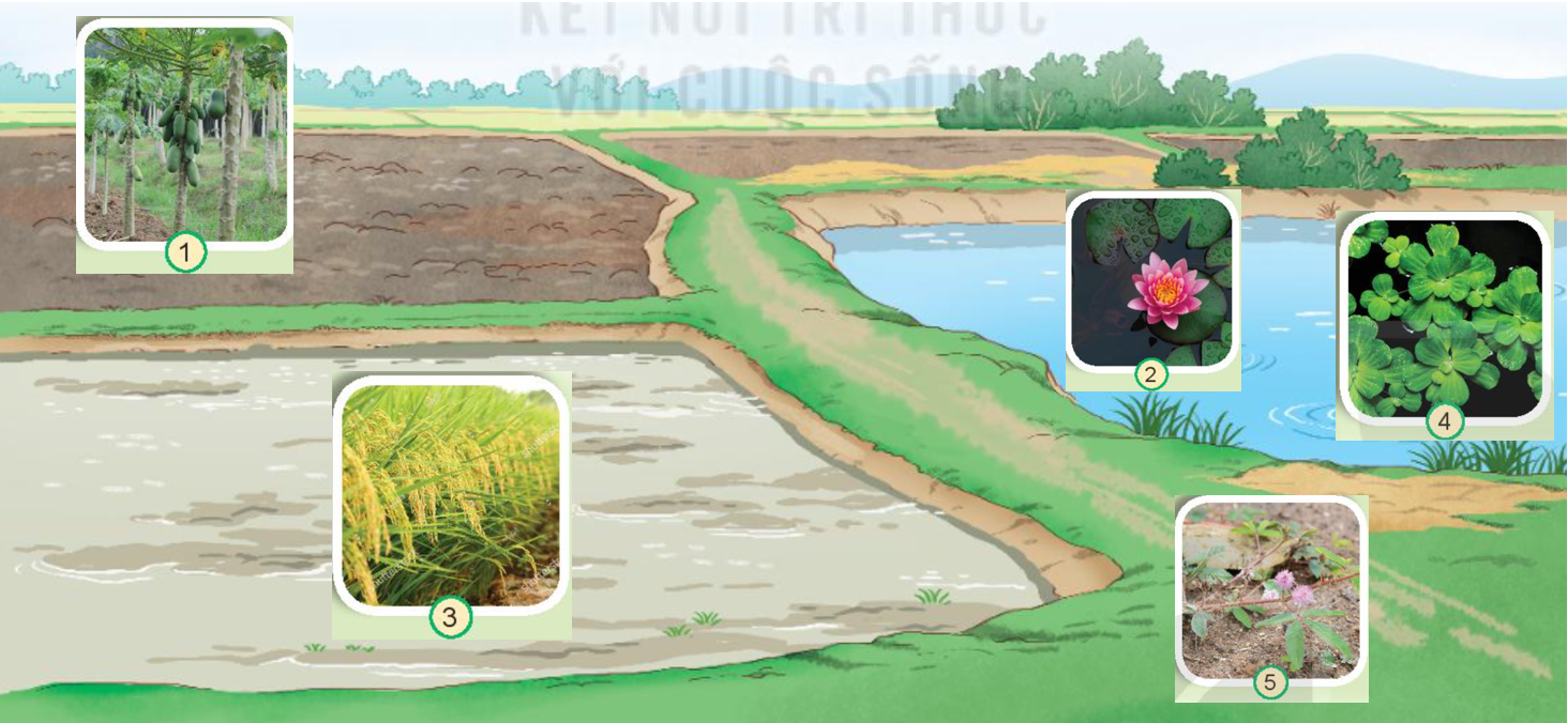 20240605090709giai-hinh-0-trang-60-bai-16-sgk-tnxh-kntt 20240605090709giai hinh 0 trang 60 bai 16 sgk tnxh kntt