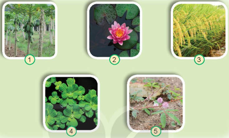 20240605090709hinh 1 5 trang 60 bai 16 sgk tnxh kntt