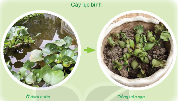 20240605090712hinh-luc-binh-trang-61-bai-16-sgk-tnxh-kntt-1 20240605090712hinh luc binh trang 61 bai 16 sgk tnxh kntt 1