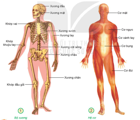 20240605090735giai-hoat-dong-kham-pha-trang-78-bai-21-sgk-tu-nhien-va-xa-hoi-lop-2-ket-noi-tri-thuc-voi-cuoc-song_1_1634960350 20240605090735giai hoat dong kham pha trang 78 bai 21 sgk tu nhien va xa hoi lop 2 ket noi tri thuc voi cuoc song 1 1634960350