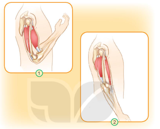 20240605090738bap tay