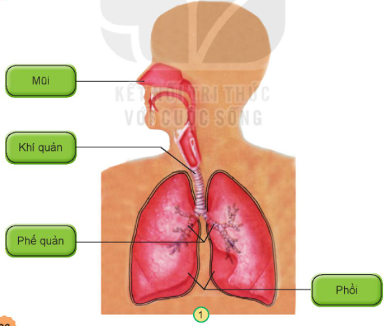 20240605090749giai-hoat-dong-kham-pha-trang-86-87-bai-23-sgk-tu-nhien-va-xa-hoi-lop-2-ket-noi-tri-thuc-voi-cuoc-song_1_1634962812 20240605090749giai hoat dong kham pha trang 86 87 bai 23 sgk tu nhien va xa hoi lop 2 ket noi tri thuc voi cuoc song 1 1634962812
