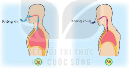 20240605090749giai-hoat-dong-kham-pha-trang-86-87-bai-23-sgk-tu-nhien-va-xa-hoi-lop-2-ket-noi-tri-thuc-voi-cuoc-song_3_1634962812 20240605090749giai hoat dong kham pha trang 86 87 bai 23 sgk tu nhien va xa hoi lop 2 ket noi tri thuc voi cuoc song 3 1634962812