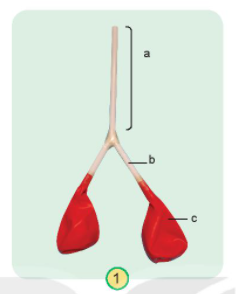 20240605090751giai hoat dong thuc hanh trang 88 bai 23 sgk tu nhien va xa hoi lop 2 ket noi tri thuc voi cuoc song 1 1634962851