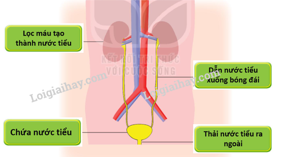 20240605090759giai-hoat-dong-thuc-hanh-trang-96-bai-25-sgk-tu-nhien-va-xa-hoi-lop-2-ket-noi-tri-thuc-voi-cuoc-song_1_1634964374 20240605090759giai hoat dong thuc hanh trang 96 bai 25 sgk tu nhien va xa hoi lop 2 ket noi tri thuc voi cuoc song 1 1634964374