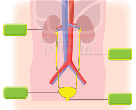 20240605090759giai-hoat-dong-thuc-hanh-trang-96-bai-25-sgk-tu-nhien-va-xa-hoi-lop-2-ket-noi-tri-thuc-voi-cuoc-song_2_1634964374 20240605090759giai hoat dong thuc hanh trang 96 bai 25 sgk tu nhien va xa hoi lop 2 ket noi tri thuc voi cuoc song 2 1634964374