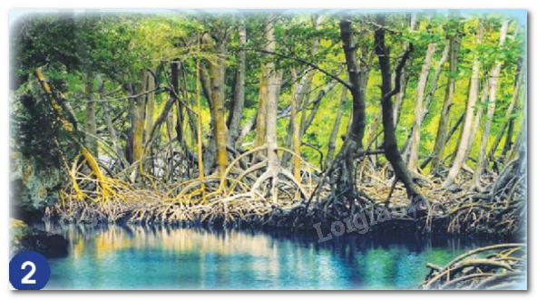 20240605090925hinh 2 bai 14 sgk tnxh ctst