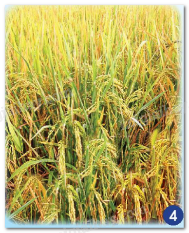 20240605090925hinh 4 bai 14 sgk tnxh ctst