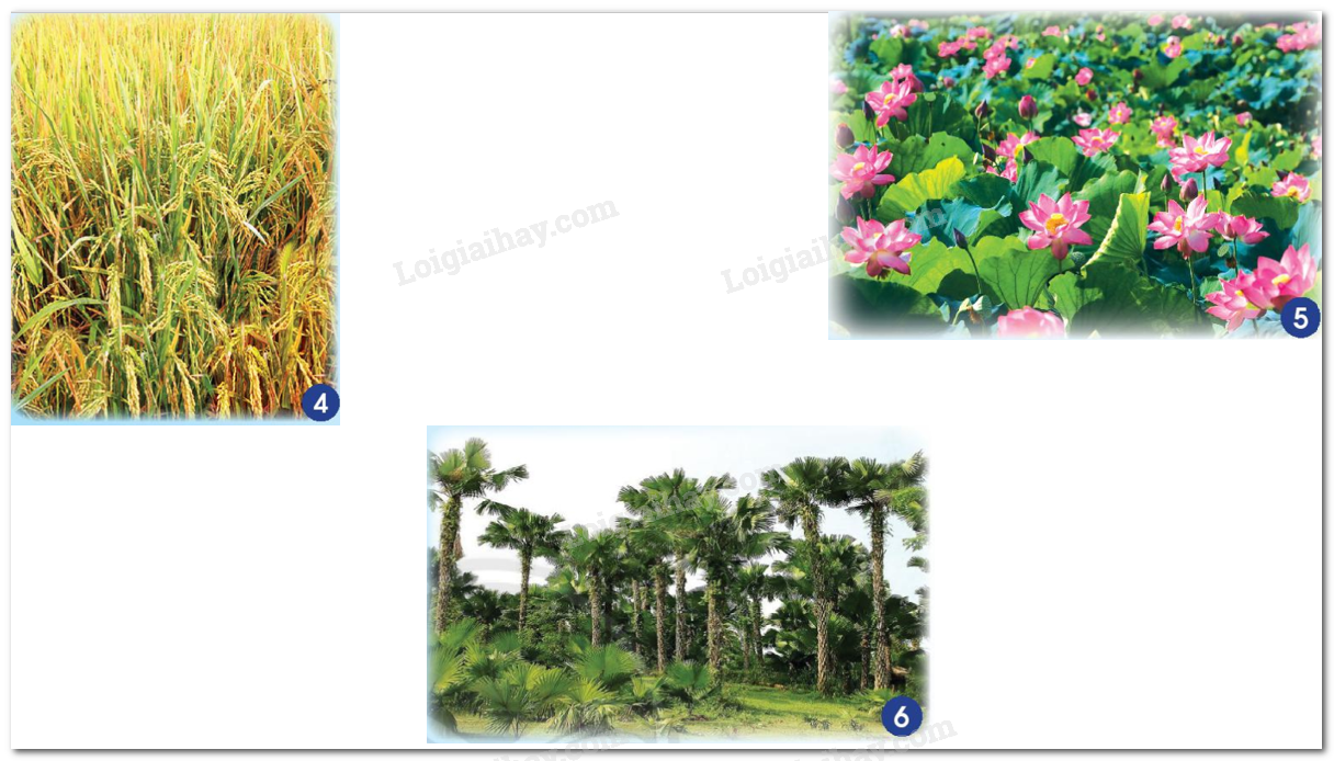 20240605090925hinh 456 bai 14 sgk tnxh ctst