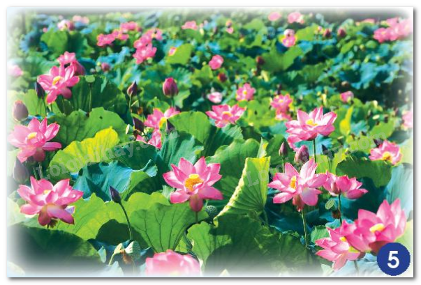 20240605090925hinh 5 bai 14 sgk tnxh ctst