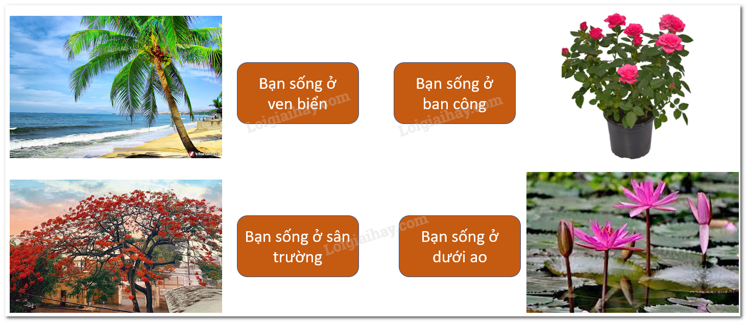 20240605090928giai hinh 7 bai 14 sgk tnxh ctst