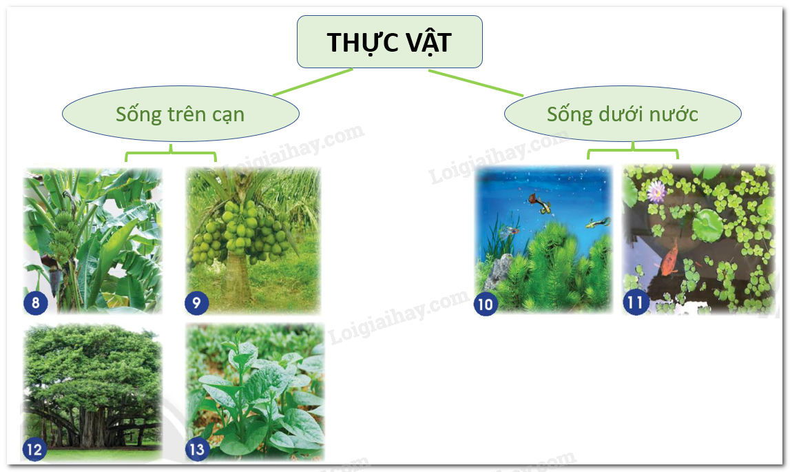 20240605090930giai-hinh-8-13-bai-14-sgk-tnxh-ctst 20240605090930giai hinh 8 13 bai 14 sgk tnxh ctst