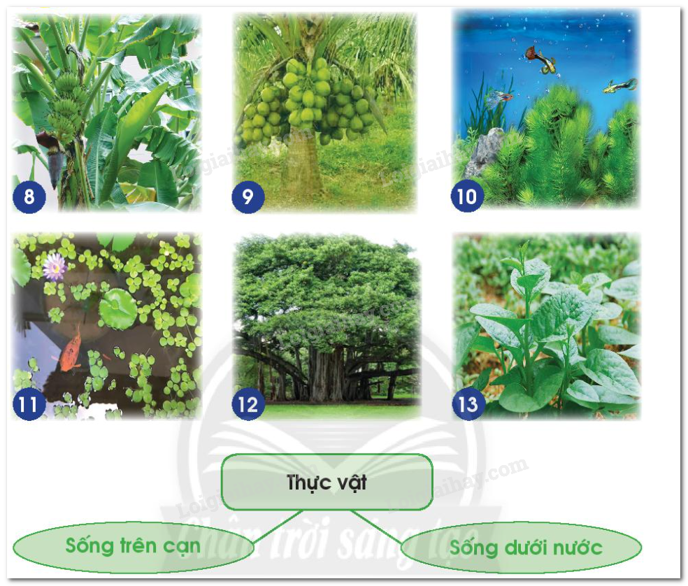 20240605090930hinh-8-13-bai-14-sgk-tnxh-ctst 20240605090930hinh 8 13 bai 14 sgk tnxh ctst