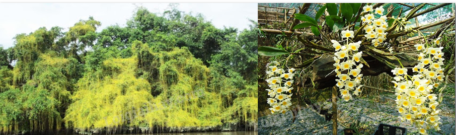 20240605090931giai1 hinh 14 bai 14 sgk tnxh ctst