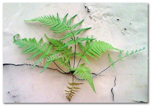 20240605090931giai2 hinh 14 bai 14 sgk tnxh ctstpng