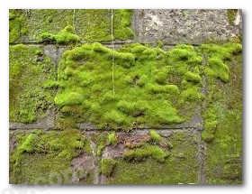 20240605090931giai3 hinh 14 bai 14 sgk tnxh ctstpng